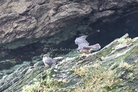 Peregrine Falcons by Wildlife Photographer Neil Salisbury of Hawkshead Lake District